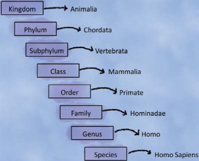 Human Taxonomy